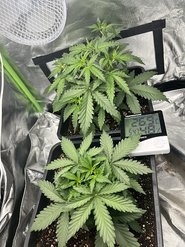 Growreport Bild 1