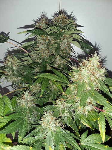 Growreport Bild 3