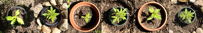 Growreport Bild 9