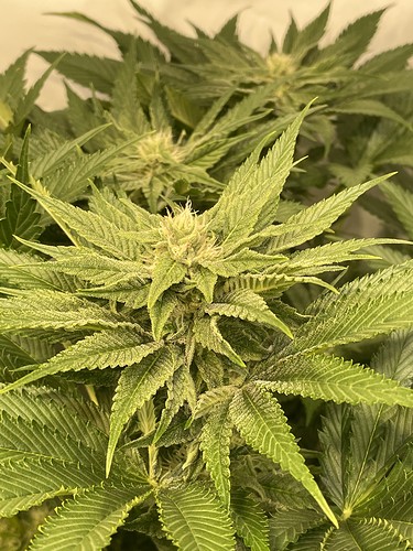 Growreport Bild 19