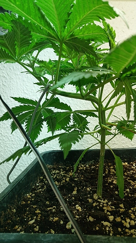 Growreport Bild 6