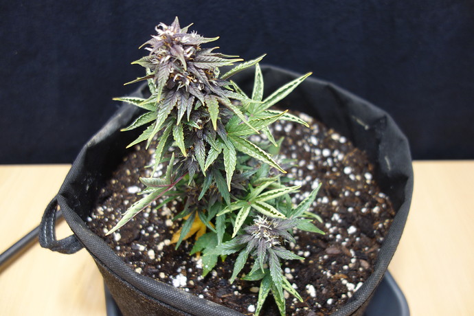 Growreport Bild 5