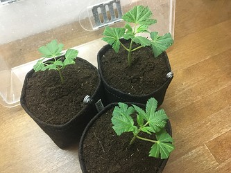 Growreport Bild 10