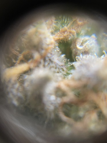 Growreport Bild 3