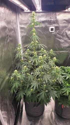 Growreport Bild 1