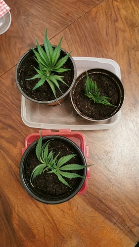 Growreport Bild 5