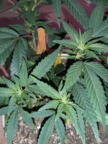 Growreport Bild 12