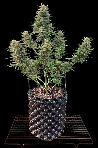 Screenshot_20240111_095937_PhotoRoom