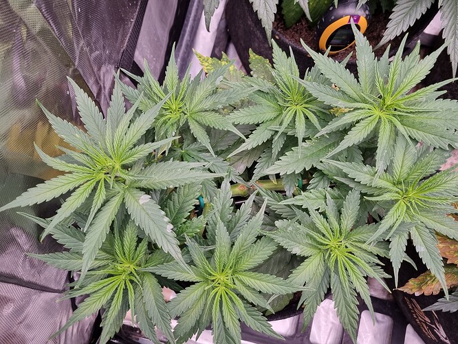 Growreport Bild 29