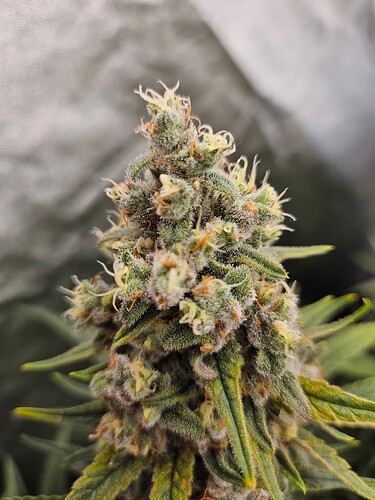 Growreport Bild 54