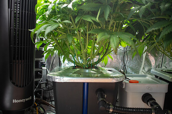 Growreport Bild 9