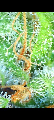 Growreport Bild 24