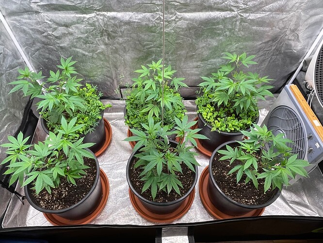 Growreport Bild 1