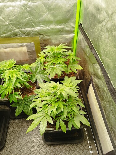 Growreport Bild 2