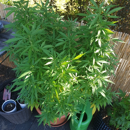 15979949661512547184908733457373