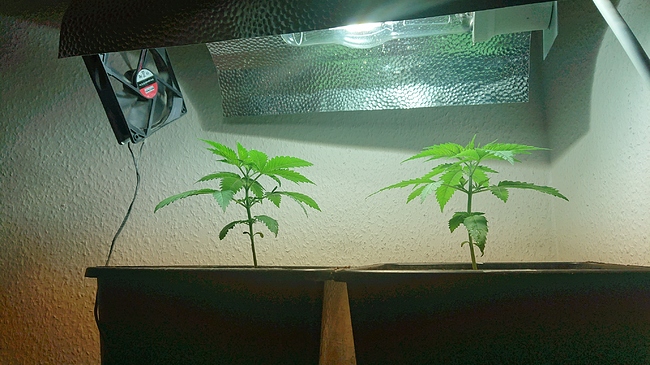 Growreport Bild 4