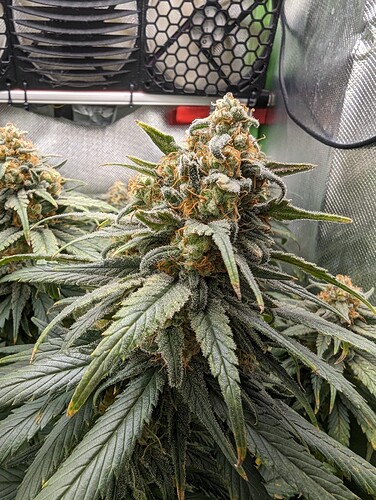 Growreport Bild 24