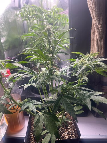 Growreport Bild 15