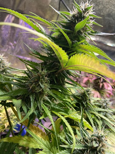 Growreport Bild 3