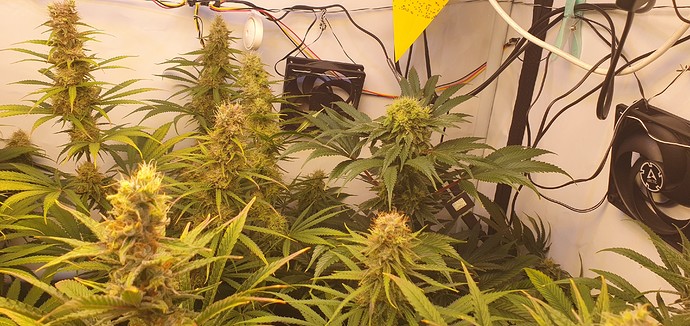 Growreport Bild 3