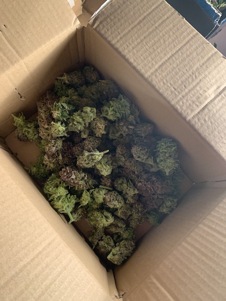 Erster Indoor Grow.Mars Hydro TSW 3000 120X120