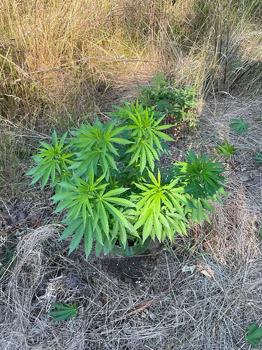 Growreport Bild 2