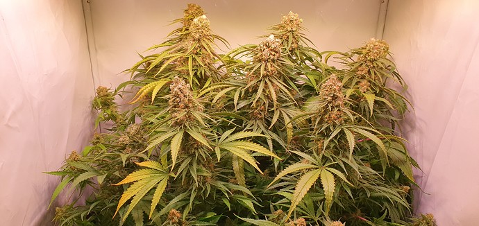 Growreport Bild 2