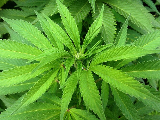 Growreport Bild 9