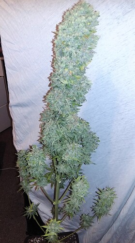 Growreport Bild 16