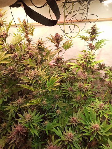 Growreport Bild 9