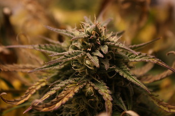 Growreport Bild 13