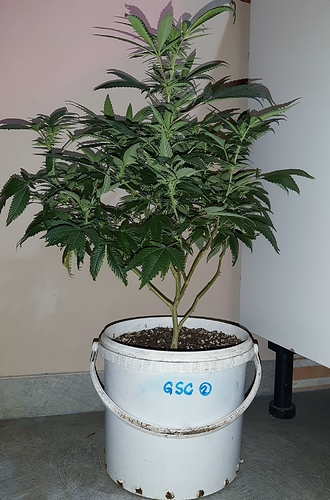 Growreport Bild 4