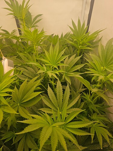 Growreport Bild 3