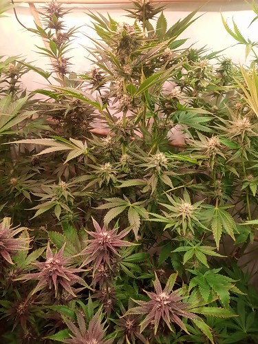 Growreport Bild 61