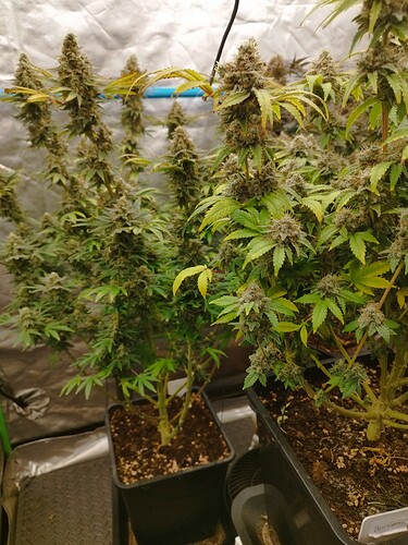 Growreport Bild 20