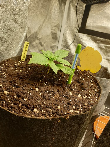 Growreport Bild 2