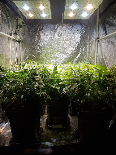 Growreport Bild 1
