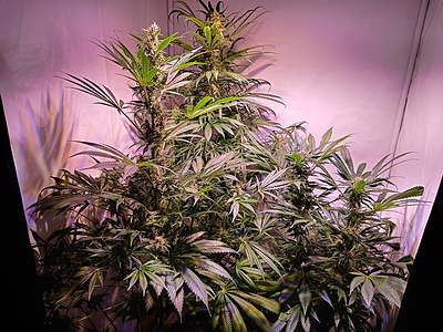 Growreport Bild 8
