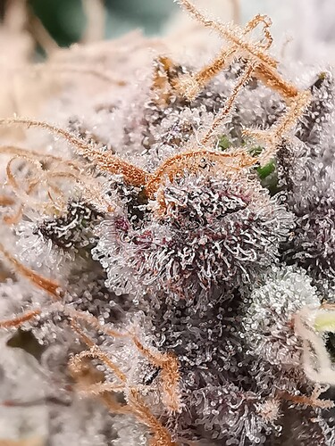 Growreport Bild 46