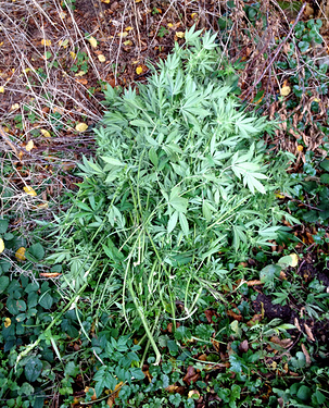 Growreport Bild 11