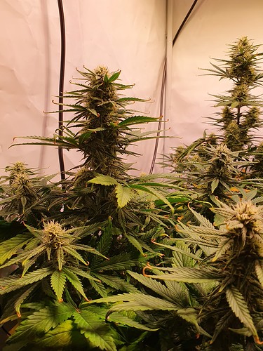 Growreport Bild 4