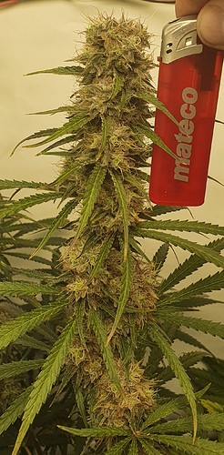 Growreport Bild 6
