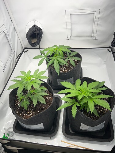 Growreport Bild 4