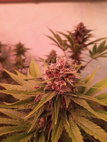 Growreport Bild 16