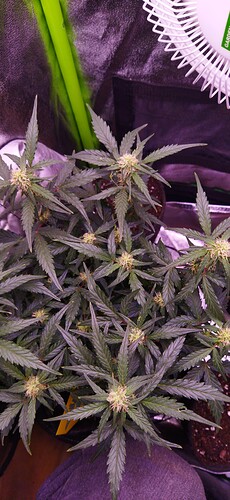 Growreport Bild 79