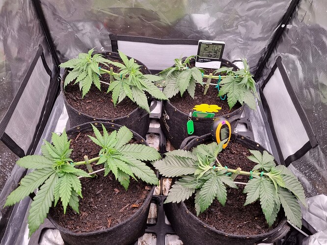Growreport Bild 39