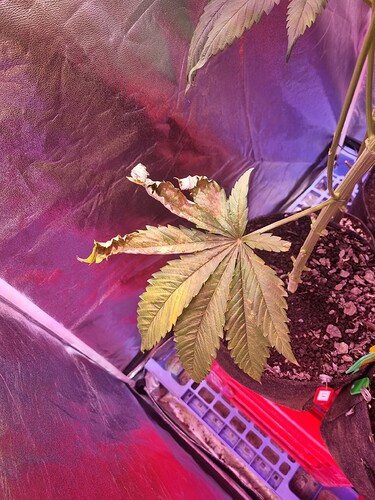 Growreport Bild 42