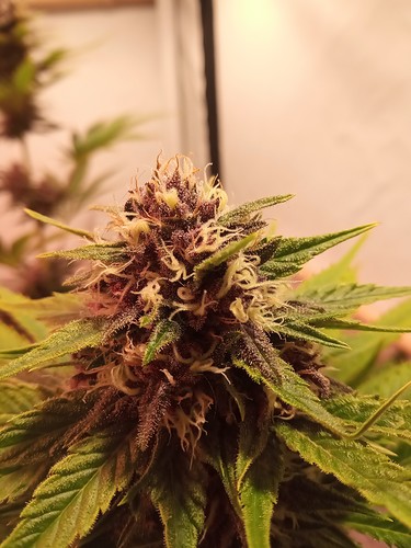 Growreport Bild 7