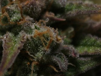 Growreport Bild 4