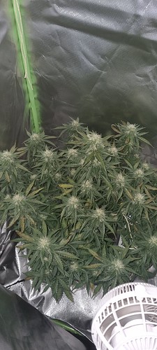 Growreport Bild 22